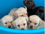 Cuccioli di Labrador Retriever