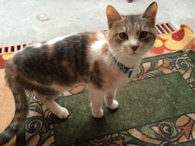 OLIVIA, dolcissima gattina abbandonata - Foto 2