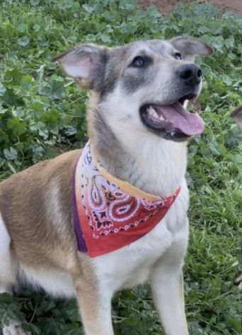 Teseo cucciolo di 1 anno cresciuto in canile - Foto 4