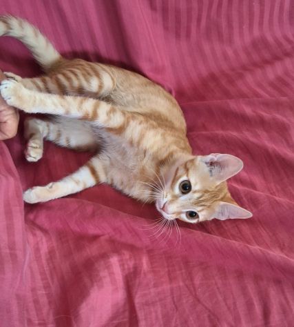 Zoe, una meravigliosa rossa - Foto 7