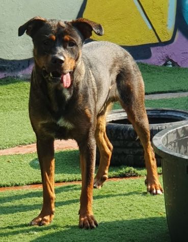 Tiglio, a Milano, cucciolone di 1,5 anni - Foto 6