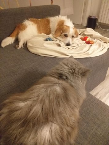 Servizi per animali domestici - Foto 4
