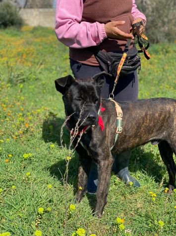 Adil il magnifico cane da adottare - Foto 6