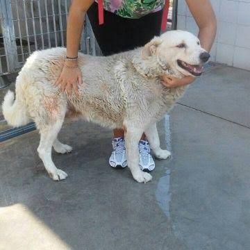 ARON, cagnolone dall'infinita dolcezza - Foto 2