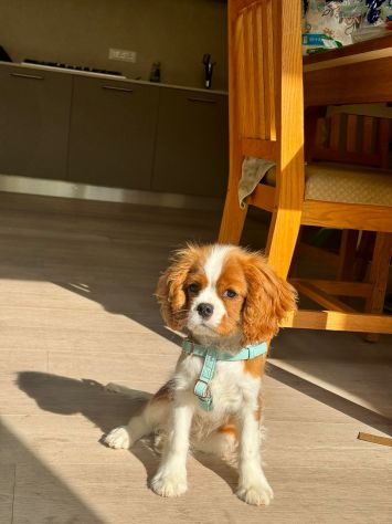 Cavalier King (con pedigree) - Foto 6