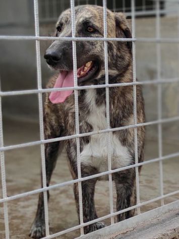 CANE IN ADOZIONE: TIAGO - Foto 5