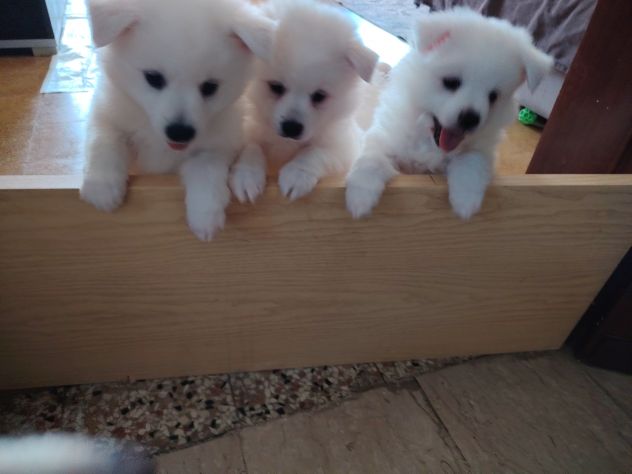 Cuccioli di Volpino tedesco - Foto 7