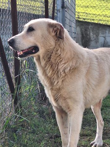 ORSO MAGNIFICO CARATTERE CANE IN ADOZIONE - Foto 7