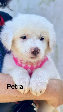 Cuccioli di maremmano - Foto 4