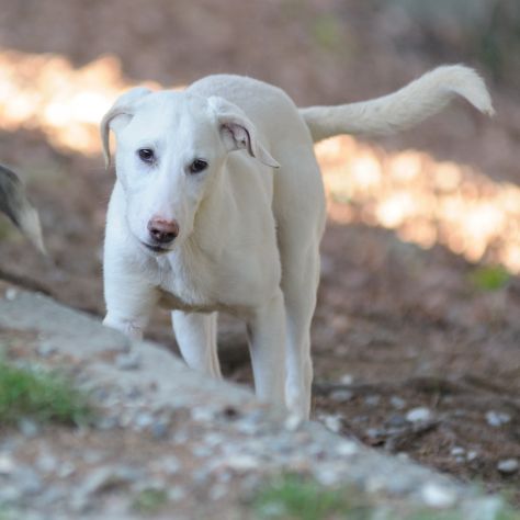 OLIVER, 8 MESI (20/09/25), TAGLIA MEDIA, TIMIDO E MERAVIGLIOSO CERCA CASA - Foto 7