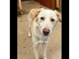 VERONIQUE UN VERO TESORO CAGNOLINA IN ADOZIONE