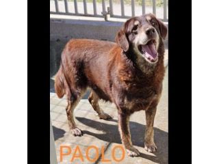 CANILE DI 3.000 CANI I POST SONO LA LORO UNICA POSSIBILITA' DI VISIBILITA'