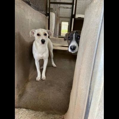COCO, IGMA, JASMIN CUCCIOLE IN ADOZIONE - Foto 6