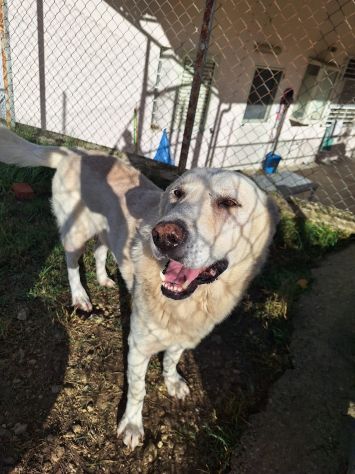 ORSO MAGNIFICO CARATTERE CANE IN ADOZIONE - Foto 3
