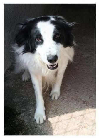 RICO 3 ANNI SIMIL BORDER COLLIE TAGLIA MEDIA - Foto 2