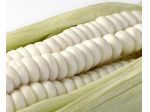 Semi di mais gigante bianco