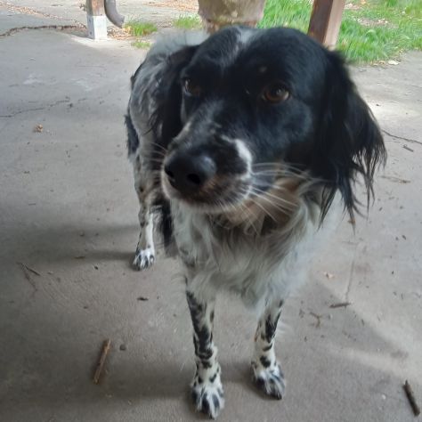 Betty simil Setter 2anni salita mesi fa FERRARA - Foto 4