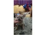 Chihuahua