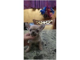Chihuahua