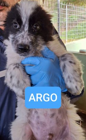CUCCIOLI 3 MESI taglia media grande NATI IN CANILE - Foto 6