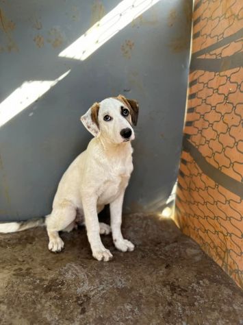 Cucciole in adozione - Foto 6