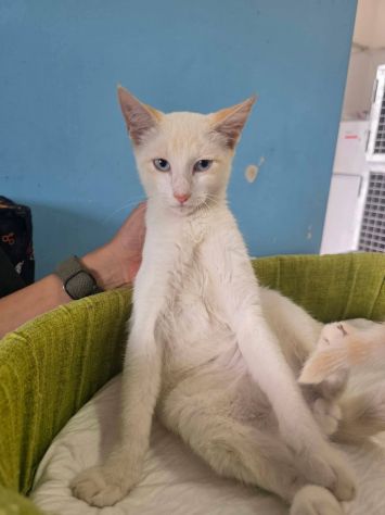 Chicco gattino - Foto 2
