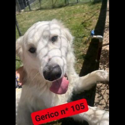 GERICO UNA MERAVIGLIA IN GABBIA, CANE IN ADOZIONE - Foto 3