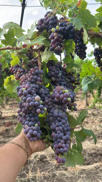 Uva da vino - Foto 2