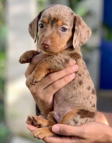 BASSOTTI NANI CHOCO MERLE - BASSOTTO NANO TEDESCO CUCCIOLI - pag in 12 rate