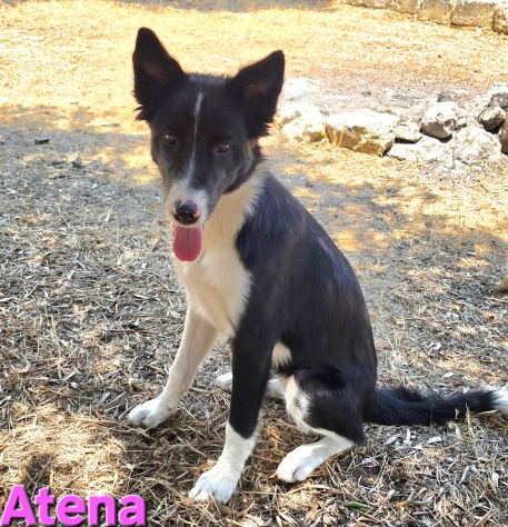 ATENA - Foto 10