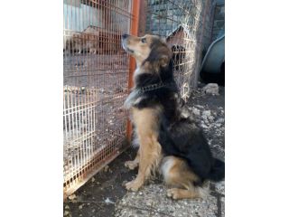 DRAGO, splendido cagnolino