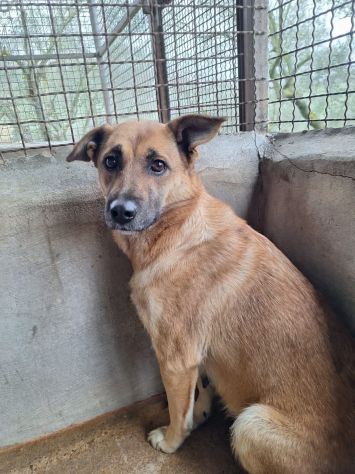 Bianca cane in adozione - Foto 2