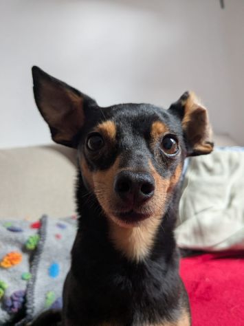 STARLET, MINI PINSCHER dolcissima
