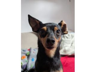 STARLET, MINI PINSCHER dolcissima