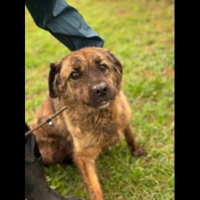 TOBY un mondo da scoprire, CANE IN ADOZIONE - Foto 3