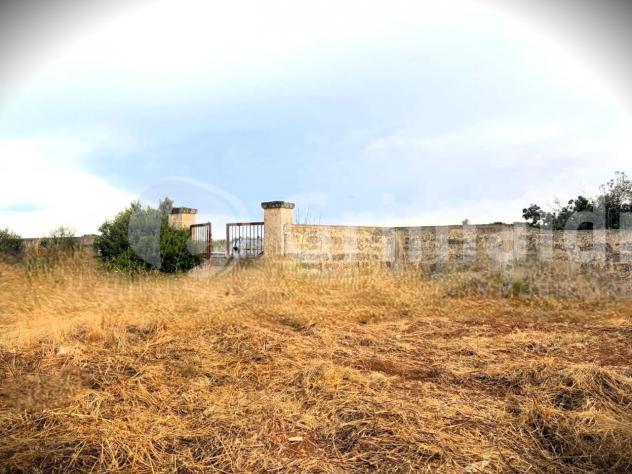Uliveto in vendita a Gallipoli - Foto 5