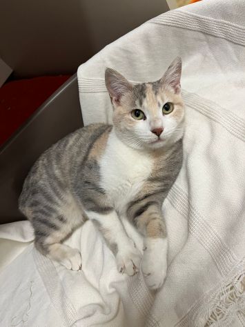 BONNIE, 6 mesi, dolce come il miele - Foto 7