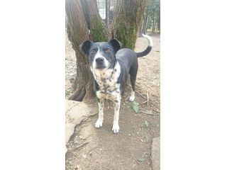 Kika