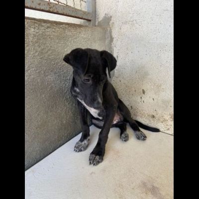 GILDA, OCCHIONI CHE IMPLORANO CUCCIOLA IN ADOZIONE - Foto 6