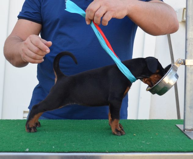 cuccioli di dobermann di altissima genealogia - Foto 4