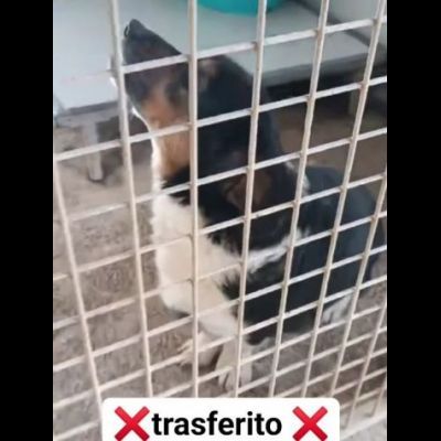 Dado bassotto in adozione - Foto 3