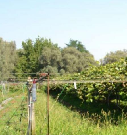 Immobile in asta di 7 m² in vendita a Cittanova - Foto 9