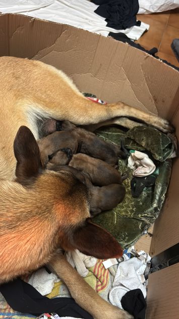 Cuccioli di Pastore belga Malinois - Foto 3