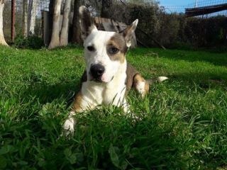 JACK, splendido simil pitbull