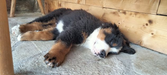 Cucciolo di bovaro del bernese - Foto 9
