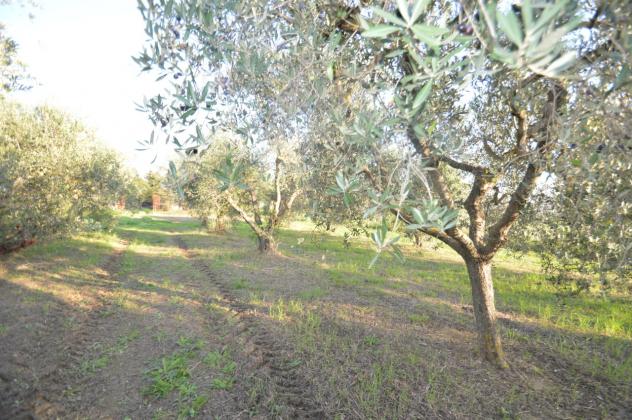 Seminativo in vendita a Grosseto - Foto 13