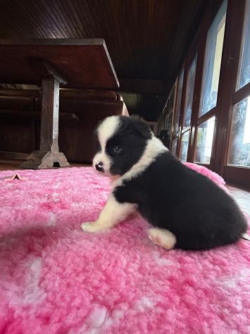 Cuccioli di Border Collie di alta genealogia - Foto 5