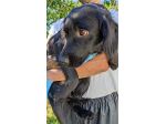 Leo giovane cagnolino taglia medio piccola 12,14 kg