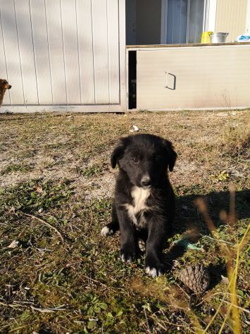 Splendidi cuccioli cercano casa - Foto 2