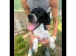 QUASAR POINTER AFFETTUOSO CANE IN ADOZIONE